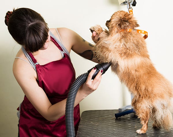 Dog Grooming in a hot salon