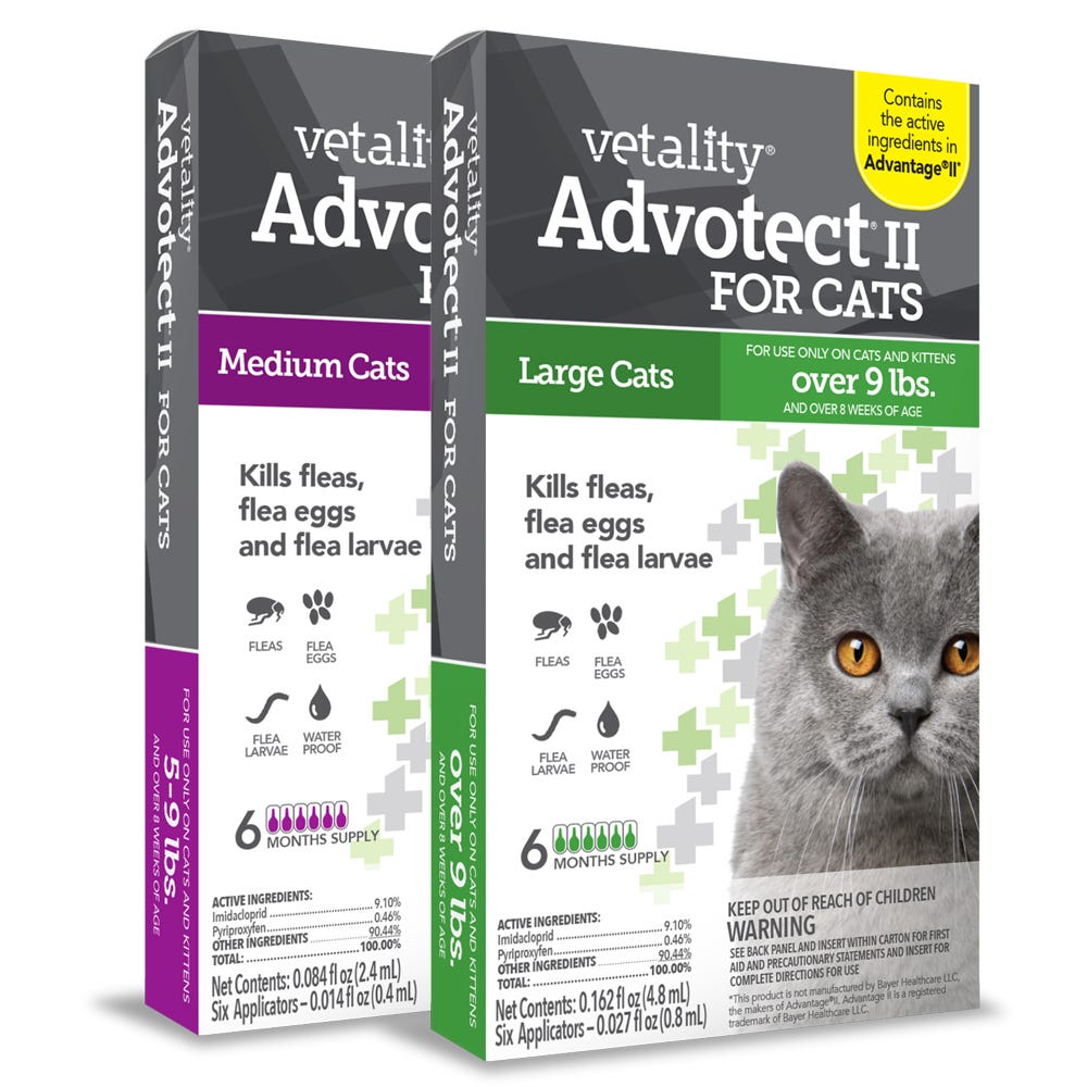 Cat Flea and Tick