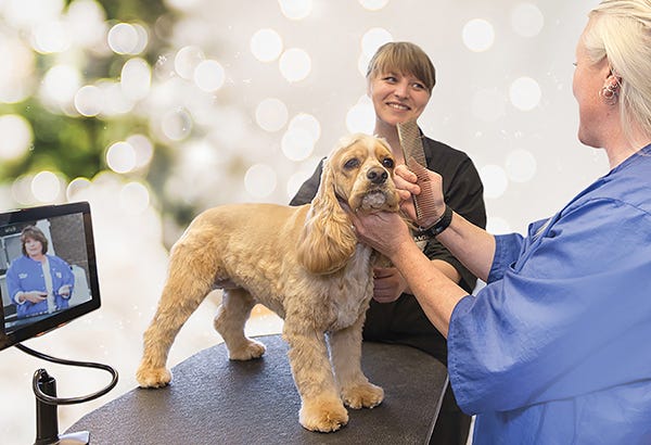 Dog Grooming for the Holidays